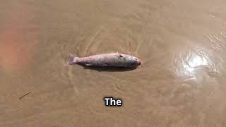 Video 93   The Rising Temperatures of Surface and Deep Ocean Currents  Impacts on Humanity
