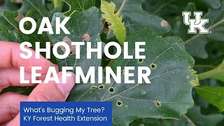 What's Bugging My Tree: Oak shothole leafminer Oak Leaf Skeletonizer Damage Signs Effects And Solutions