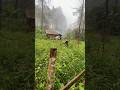 Rainy Forest Sanctuary: Perfect Ambience for Reading or Sleeping #slowliving #cabinbliss #asmr