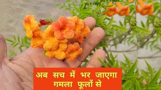 अब सच में भर जाएगा गमला फूलों से / Tecoma plant care by Shampy's Garden 4,301 views 1 month ago 6 minutes, 41 seconds