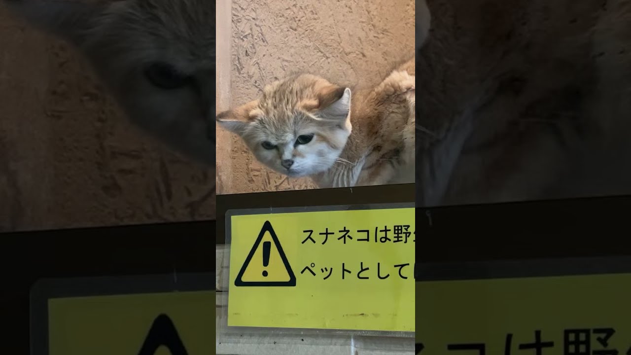LIVE】スナネコかわいい Cute sand cats - YouTube