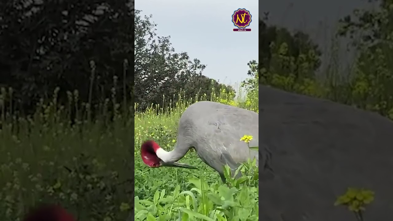 saras aur arif ki dosti || saras viral video 