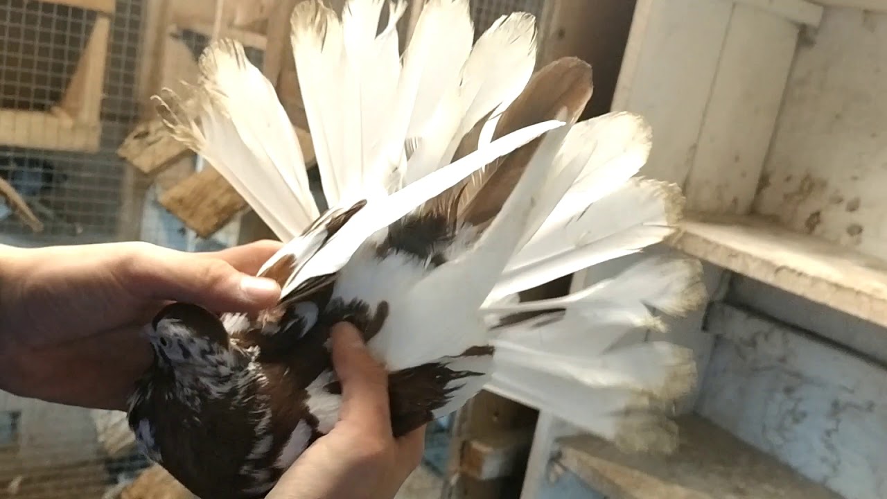 Gołębie zamojskie - Krzysztof Pałka