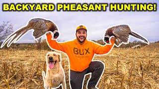 PHEASANT Hunting in My BACKYARD!!! (Catch Clean Cook)