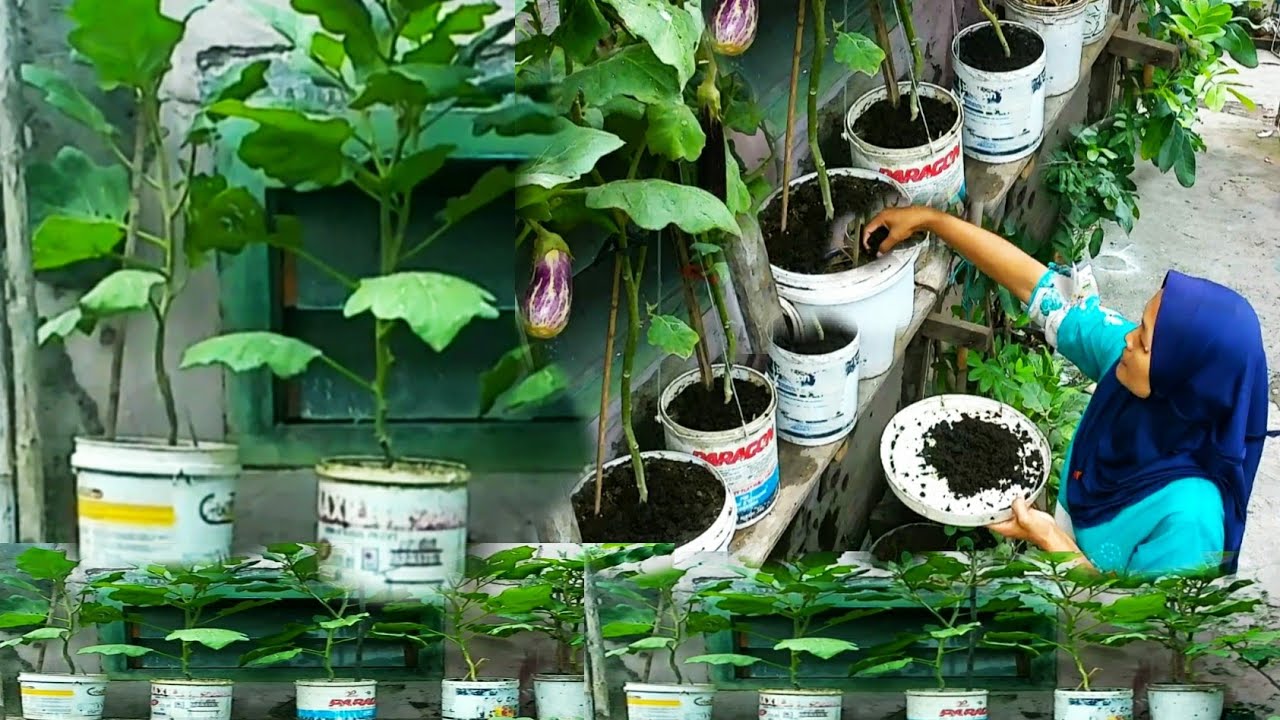 Recycle paint bucket grow plant purple aggplant from seed to harvest