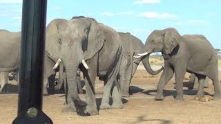 TENSION CHEZ LES ELEPHANTS DU SAVUTI