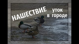 НАШЕСТВИЕ УТОК  Кряква  дикая речная утка   Wild ducks  Много диких уток в Витебске @SlivkiShow