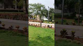 Jumping Grass - Over Growing Korean Carpet or Taiwan Look as Jumping #samratsoftlawn #lawnindia