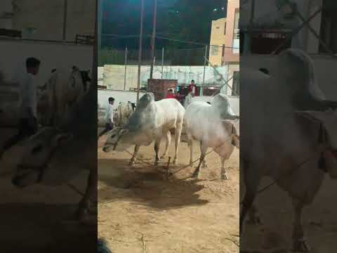 #balaghal #viral #bakraeid #cow #hyderabad #animals #cow #trending #trendingshorts #bull