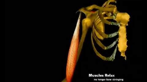 Animation of shoulder dislocation and relocation biomechanics. For more go to dislocation.com.au