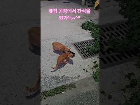 우리 길냥이들 #복순이 #까망이 #퇴근 #부산강서구