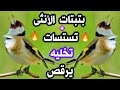 🔥أحسن بتبتة الحسون انثى🔥نار في تحفيز الذكر على التغريد و التزاوج و الهيجان 💚