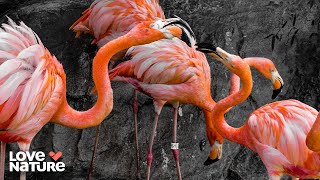 Why Flamingos Are the Most Bizarre Birds on Earth | Animal Empires 101