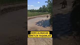 Ders Alinacak Yaşamlar... Öydeyaşam Şağıgökçe