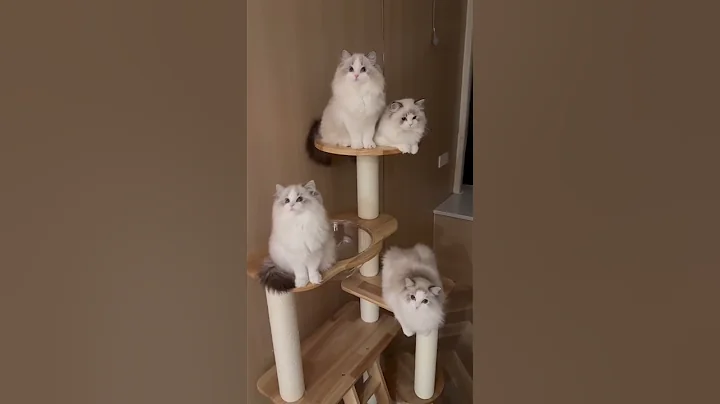 Video 11559531: cutecat funnycat britishshorthair, britishshorthair cat funnycats, britishshorthair golden cat, catlife cutecats funnycats catlove, funnycats cutecat catlife kitten