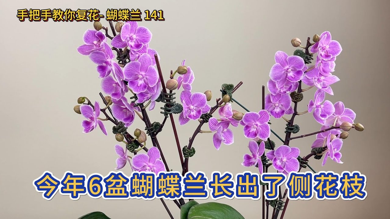 手把手教你复花- 蝴蝶兰 141 今年6盆蝴蝶兰长出了侧花枝