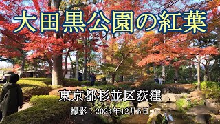  4k Autumn Leaves In Otaguro Park