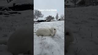 Snow Bunny