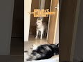 【ハスキー兄妹】たまーーーにこんな日もある。 #善スタショート #お喋りハスキー #シベリアンハスキー