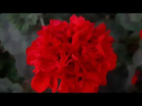 Diploid — Diploid - Homicidal Art (Music Video)