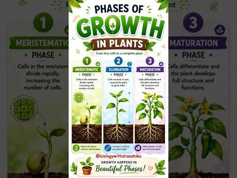 Video From division to differentiation every plant's growth story unfolds in three amazing phases!