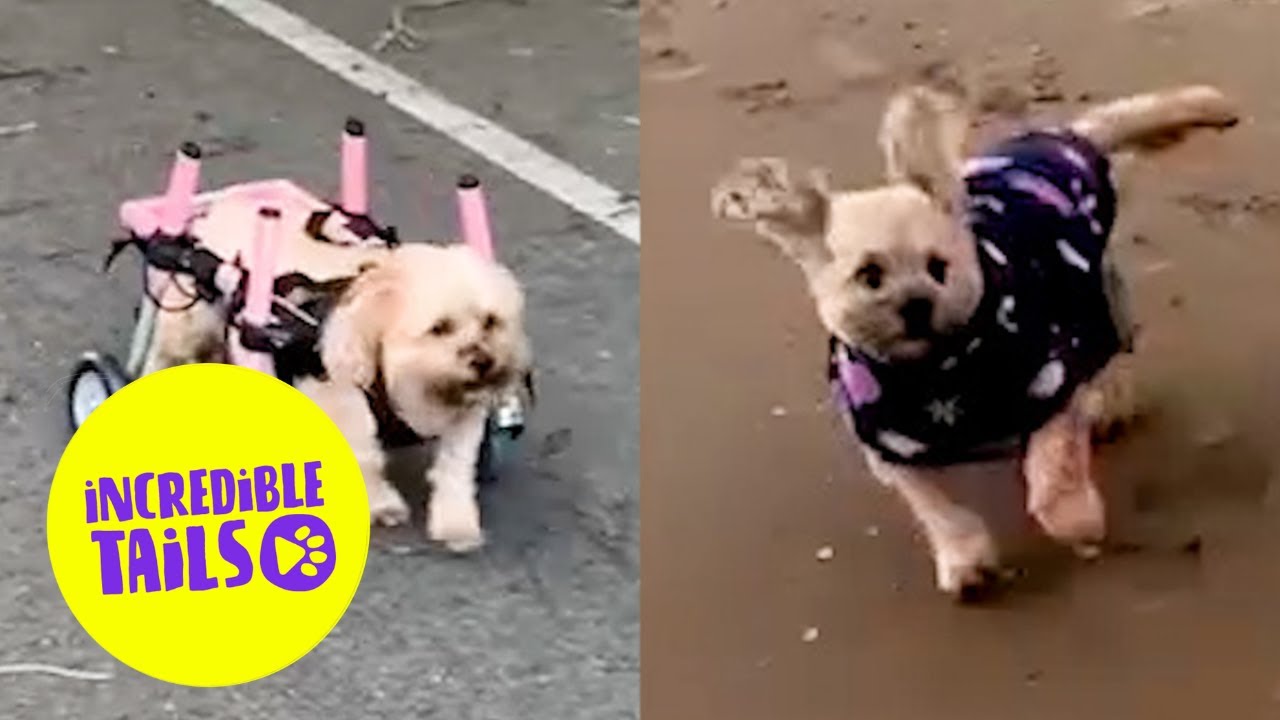 Paralysed dog learns to walk again 🐶 | SWNS - YouTube