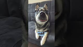 What's so funny? 🤔| Pomsky Husky Dog Mix #shorts