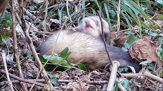 Cute Ferret Snoopy and Monchichi