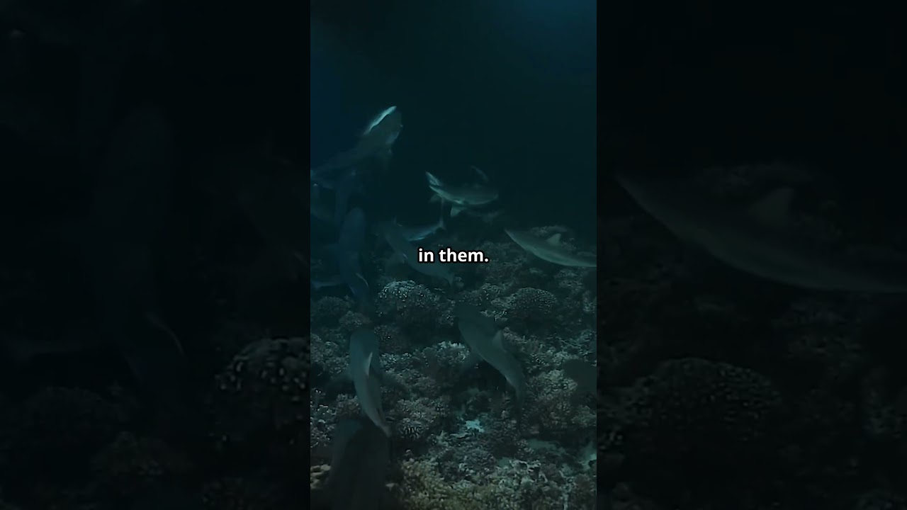 Sharks Older Than Trees 