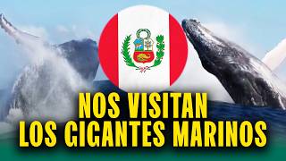 Ballenas en las costas del Perú: Un espectáculo que debes vivir