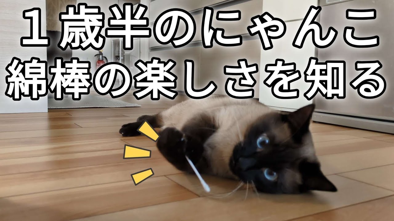 掃除してたら猫に綿棒を取られました