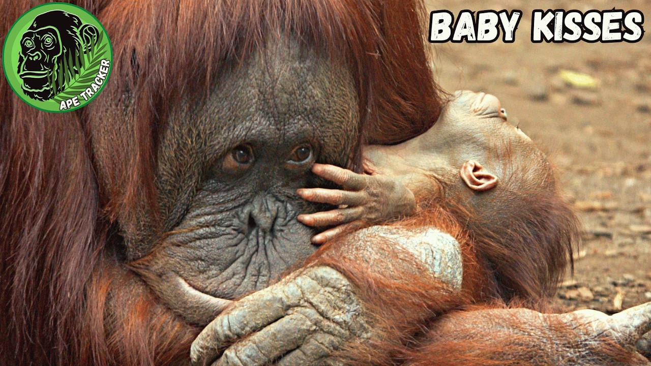 Mom Kisses And Cleans Her Sleeping Baby Orangutan! 