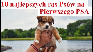 10 Najlepszych ras Psów na Pierwszego PSA screenshot 1