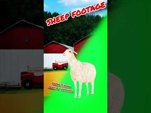 Sheep Footage Green Screen Chromakey Animation Video 