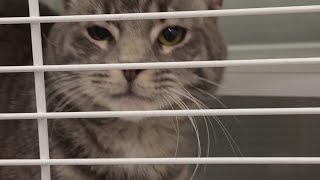 Fresno euthanized 2,499 dogs and cats in 2025, data shows