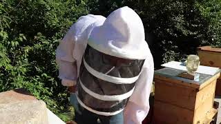 From 4 Frames To 8.5 Frames In 3 Weeks - Hive 012 - Rec 85