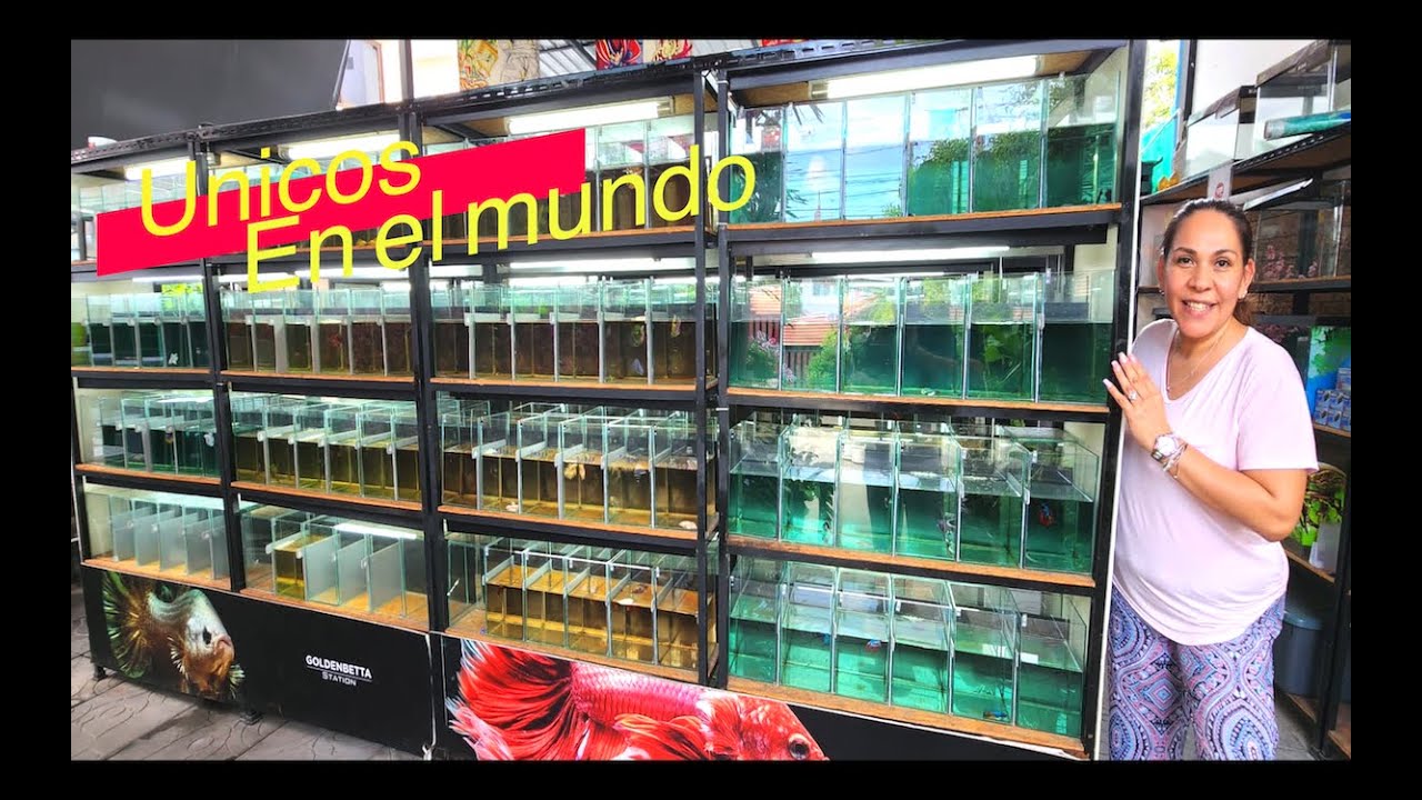 PEZ BETTA DORADO😱🐟