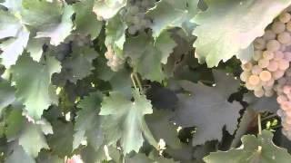 Marc Suderman #243 | French Colombard grapes | 8/30/12