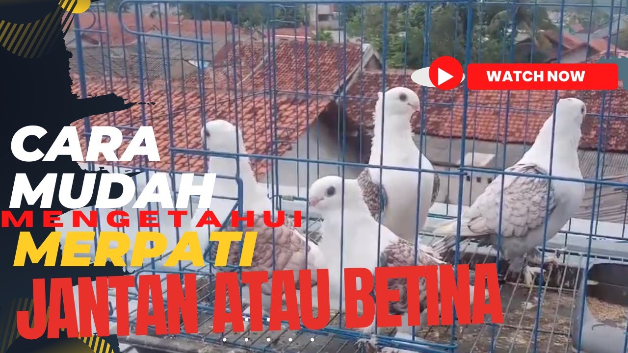 CARA MUDAH MENGETAHUI MERPATI JANTAN ATAU BETINA