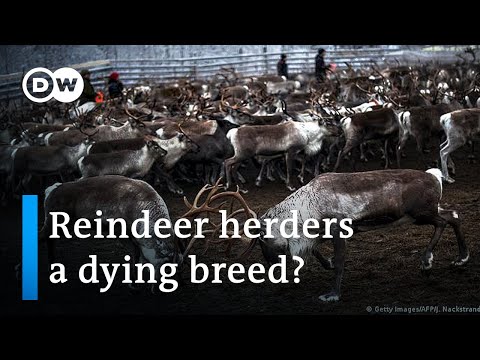 Sweden: Trouble in reindeer land | Focus on Europe - Sweden: Trouble in reindeer land | Focus on Europe