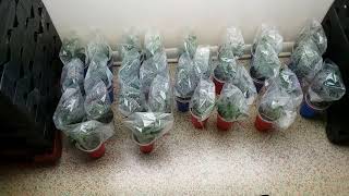Organic Clone Army Made Today
