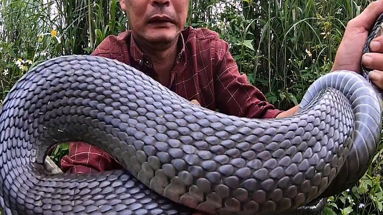 Kỷ Lục Thu Phục  Con Rắn Hổ Trong Khu Đầm Hoang