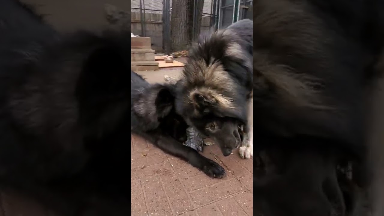 This Type of Growling is NOT Aggression - It's K9 Communication 