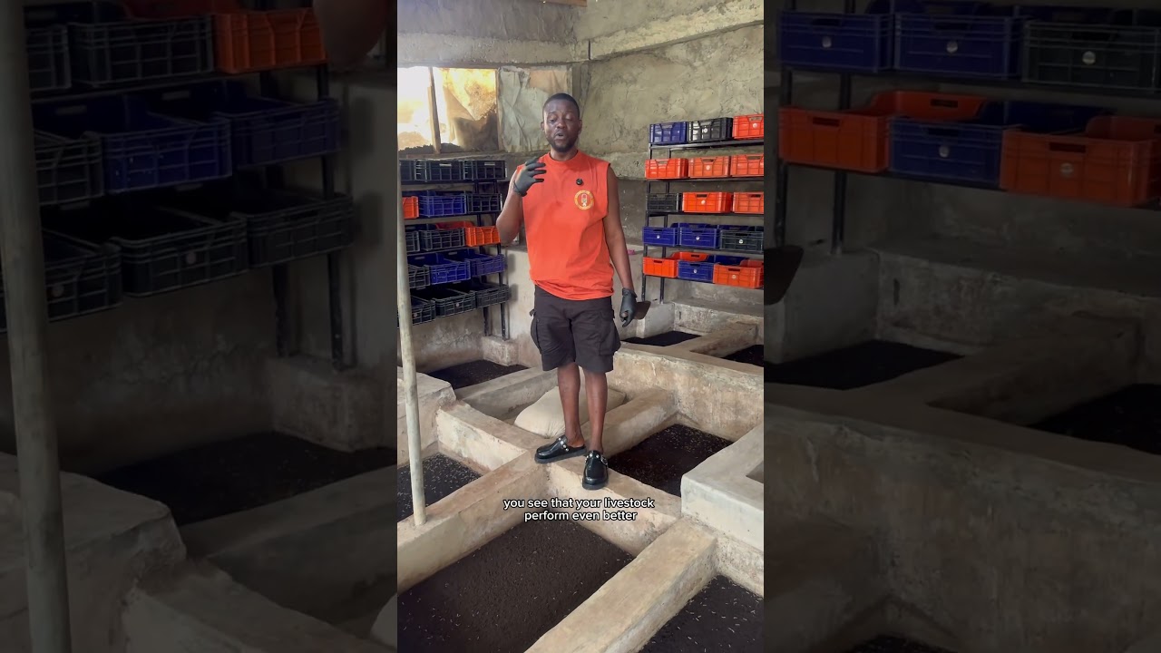 Here is the organic protein source we are making with insects