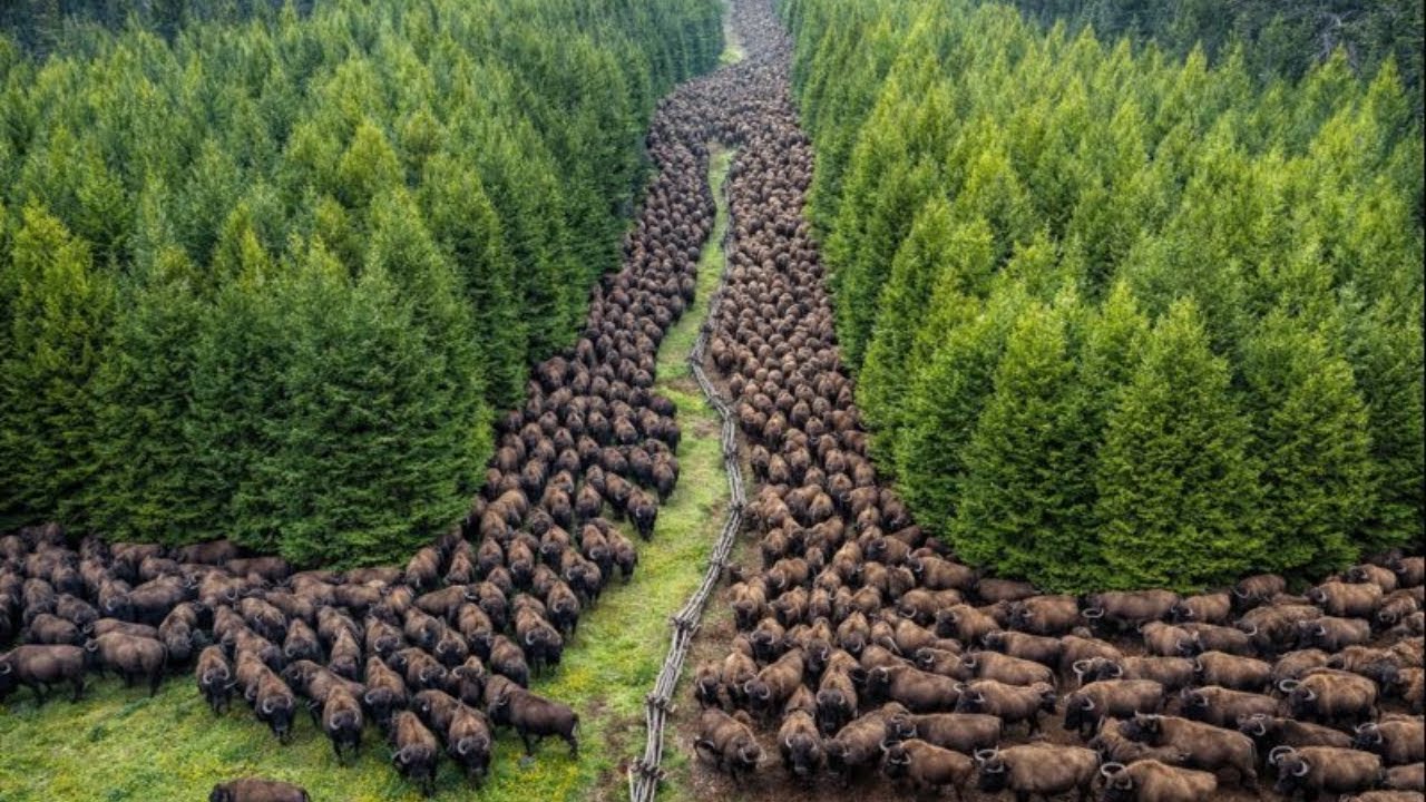 Como o Bisão Europeu Voltou da Extinção: A História Que Vai Te Surpreender!