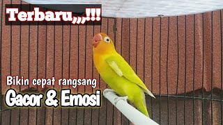 Lovebird fighter paling jago pancing lawan ngekek panjang, masteran love birds rangsang emosi bunyi