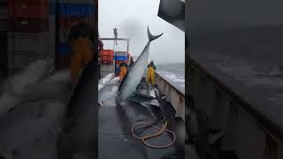 “JACKPOT!” Fish Rain on Deck—Then a Great White Slams the Gunwale