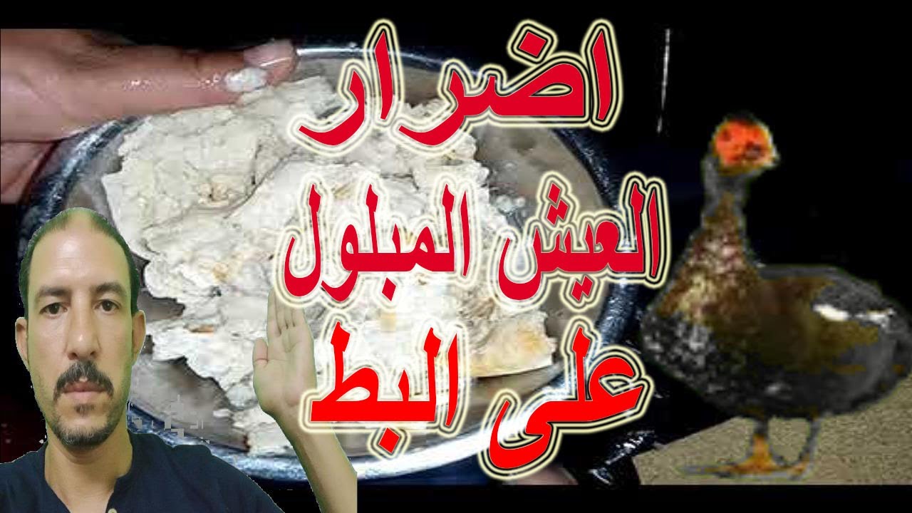 #العيش_المبلول_للبط/اضرار تقديم العيش المبلول للبط