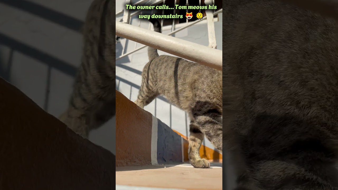 Tom’s Mischievous Morning | Tom Coming Downstairs – Responding to His Owner’s Call