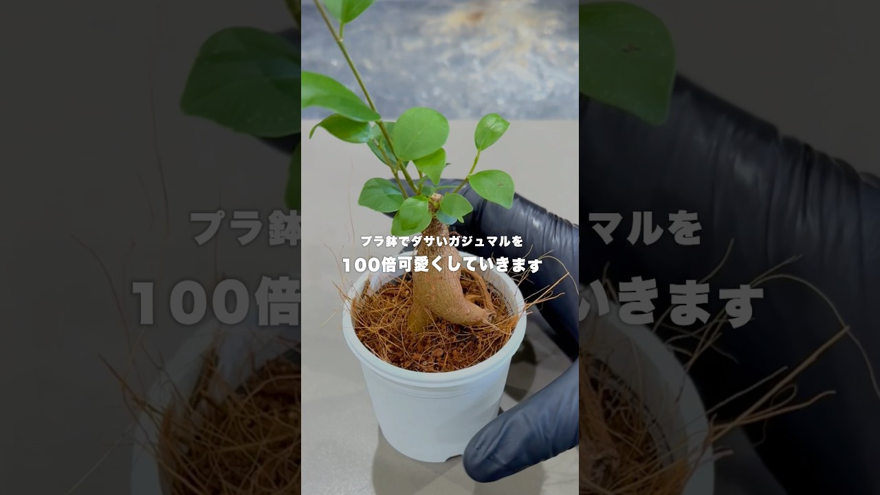 ガジュマルを100倍可愛くした #観葉植物 #ガジュマル - YouTube